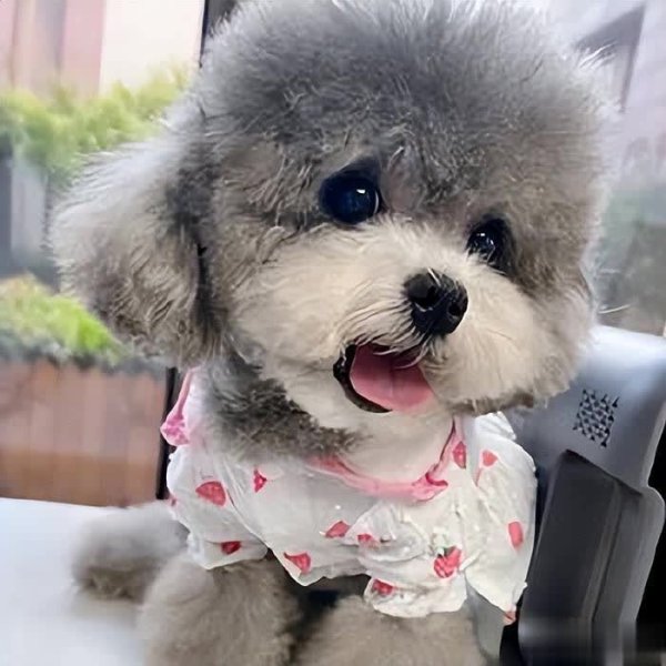 富灯网配资 挑选纯种贵宾犬，颜值靠边站！这5点才是“王道”？